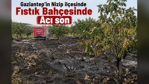 Gaziantep’in Nizip ilçesinde fıstık bahçesinde acı son